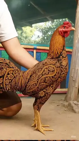 mau kondangan
