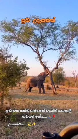 තෙරුවන් සරණයි.. ඔබ සියල්ලටම.. 🙏🏽 #බුදුසරණයි #fypシ゚ #fypシ゚ #lanka ##tirding #pyyyy #world #viral #pyyyy #tirding #fypシ゚ 