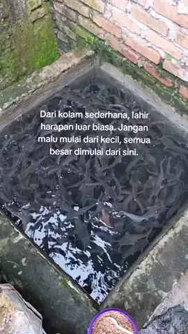 semangat                                      ...  #pertenakmuda #ternaklele #lelekomsumsi #xbcyza #fyp 