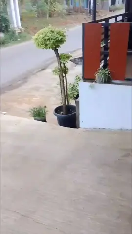 ⚡🚀#tiktok?pelit?fyp  #onthel #ontheljepara #onthelspeedsurabaya #speed 