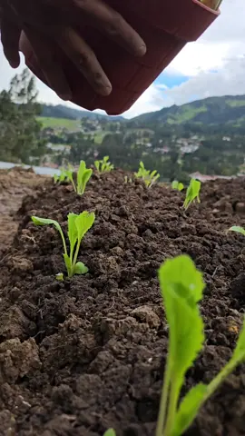 Throwing fruit peels onto the soil is too slow. The right way is to compost them, or for faster results, grind them, mix with lemon juice, let rest, then balance with eggshells or lime. This creates a nutrient-rich fertilizer plants can absorb quickly. 🌿 #GardeningTips #OrganicFertilizer #SoilHealth #DIYFertilizer #FruitPeels 