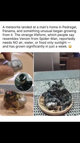 Residents of Pedregal Panama are buzzing with speculation after a meteorite reportedly landed at a local mans home only to reveal something far more unusual than scorched rock. According to witnesses within days of the impact a strange black growth began emerging from the meteorite. The man claim the substance has expanded rapidly over the past week without any signs of needing air water or food. Instead it appears to thrive solely on sunlight. The mysterious growth has sparked comparisons to the fictional alien symbiote Venom from SpiderMan with locals describing its glossy shifting surface and fast rate of development as otherworldly. The man mentioned he could not sleep sleep but is not tired and is growing somewhat of an attachment to this living life form. He also stated it sent some pieces out for testing. #alien #meteorite #latinostiktok #floridafoos #fyp 