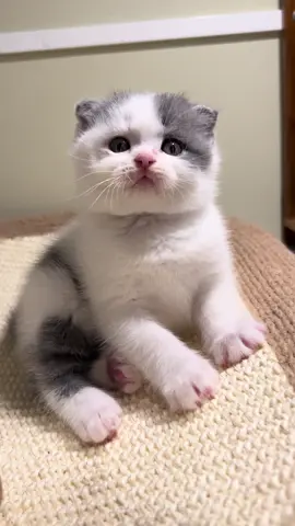🤍🤍#adopsikucingjogja #adopsikucing #lucu #catsoftiktok #scottish 