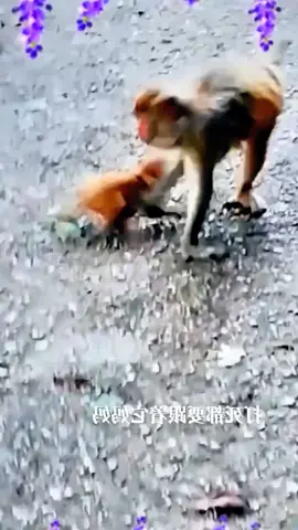 #LanguageLearning #tiktok #monkey #foryou 