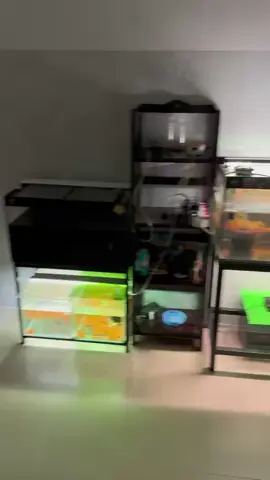 ô mai gót #xediendo #xuhuong #fyp 