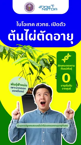 🎋✨ ไบโอเทค สวทช. เปิดตัวต้นไผ่ตัดอายุ! เหมือนต้นแม่ทุกประการ แต่อายุเริ่มจากศูนย์ #NSTDA #BIOTEC #ไผ่ #bamboo #ไผ่ตัดอายุ  