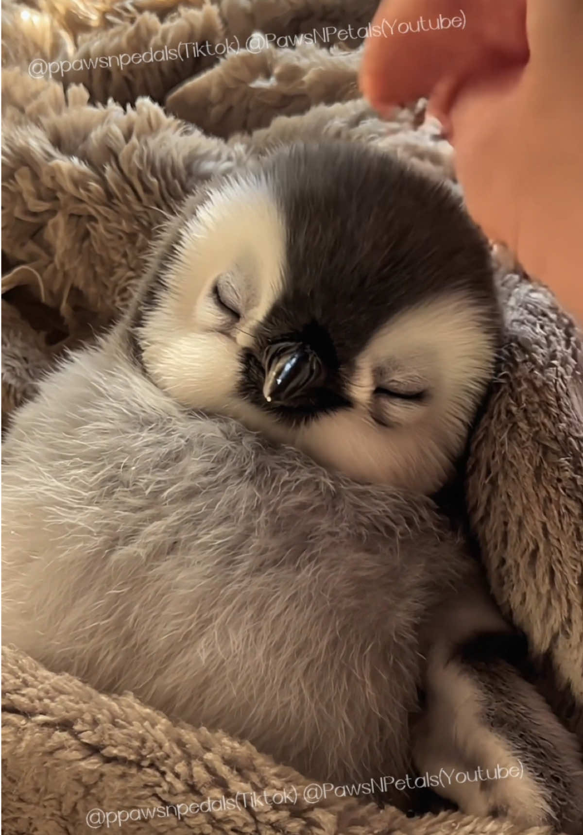 Softly resting 🐧✨ A peaceful, caring moment for someone we lost  #cute #cuteanimals #adorable #ai #penguin #babypenguin #可愛い #charlie #911 #soothing #calm #naptime #peaceful 