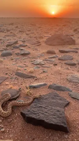 ولاتامن فروخ الداب لو عاشن وابوهن مات#خلف_بن_هذال_شعر_قصائدੇ             #ام_جنيب #القصيم 