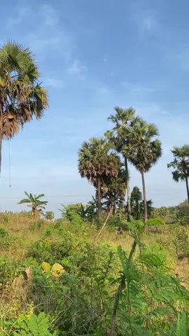 sementara caping gunung#toaktuban #tubanjawatimur #fypシ゚viral #fyp 