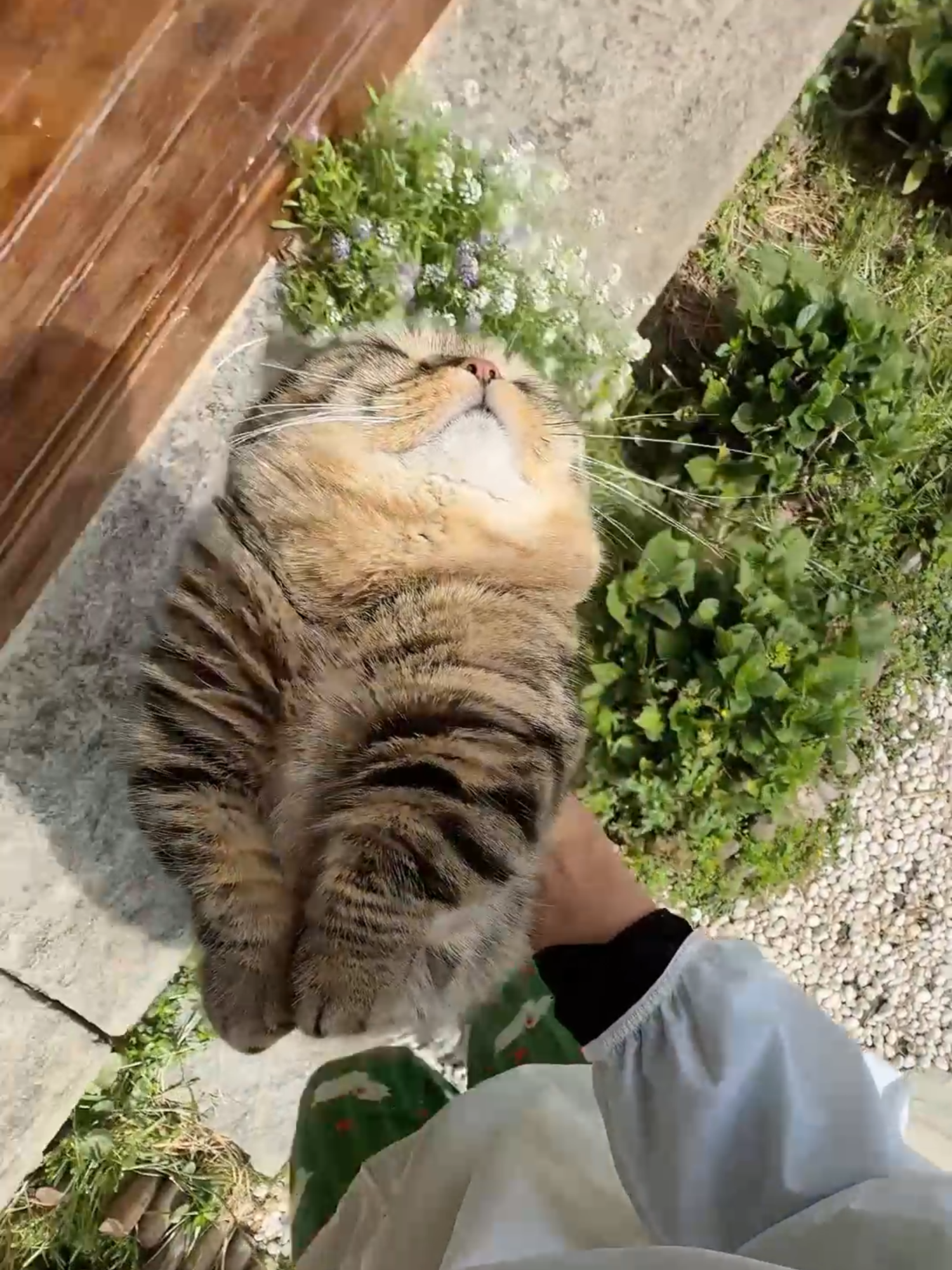 He doesn't really want to bask in the sun today#cat #foryou #tiktok #catsoftiktok #catlovers #funny #Love