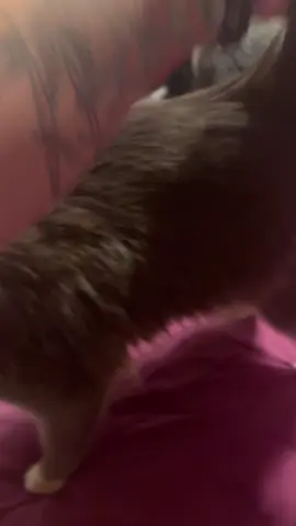 My Emma bug🥰 #cat #catsoftiktok #catmom #catlover #cattok 