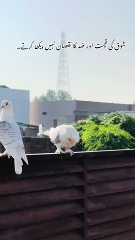 #foryoupageofficiall #foryou #unfrezzmyaccount #chpegionloft #f 