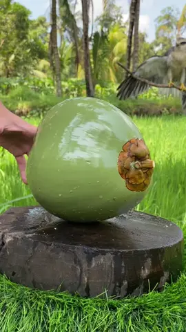 ASMR COCONUT CUTTING #CoconutCutting #CoconutChallenge #CuttingCoconut #CoconutVibes #CoconutArt #SliceTheCoconut #CoconutSkills #fyp #SharpCutCoconut #CoconutSliceChallenge #TropicalCut #CuttingCoconut #CoconutReels #SatisfyingCut #TropicalVibes #FreshCoconut #CoconutLovers #DailyReels #reelsviral