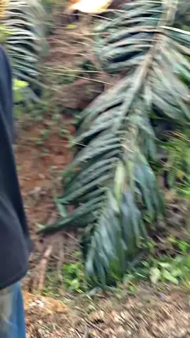 kacau lagi kawan🥲