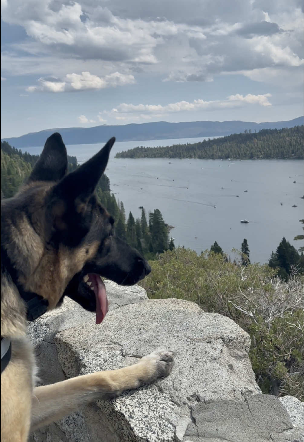 she can do whatever she wants to do… As long as she listens to Mama 🥰 #gsd #goodgirlgypsy #fyp #laketahoecalifornia #emeraldbay 