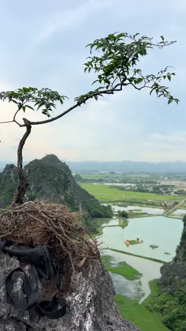 mãi với dc 1 em muội hồng bonsai