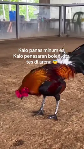 😇#derby #ayamphilipin🇵🇭 #foryoupage #salamsatuhobby 