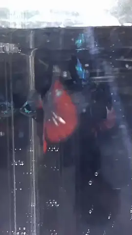 avatar vampir nebula