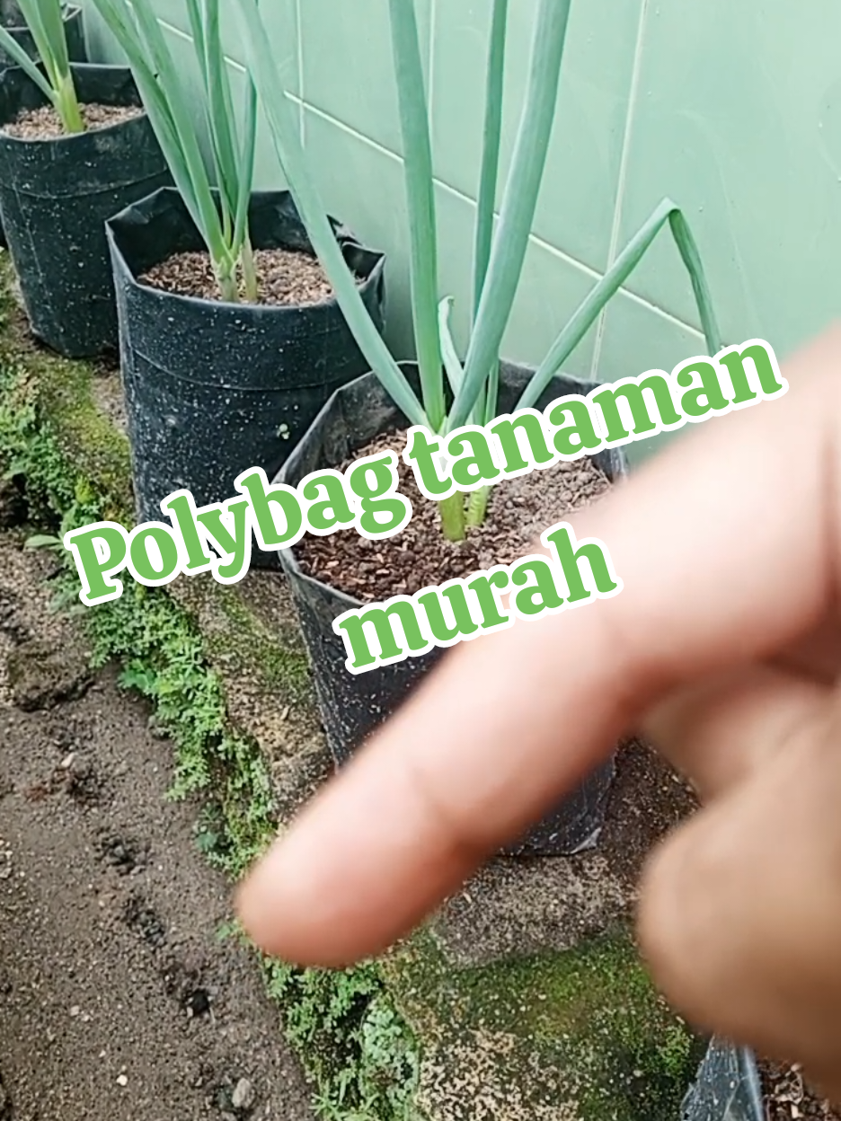 polybag tanaman murah #polybag #polybagtanaman #polybagmurah 