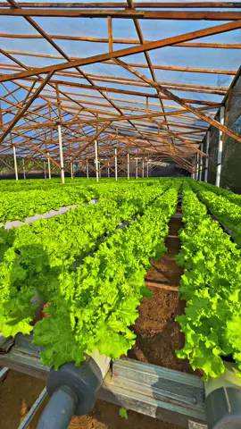Ready setiap hari #hidroponik #fyp #sayurlumajang #seladahidroponik 