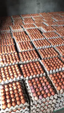 Telur e wes ready gari gulung gulung dewe 😂#ayampetelur #peternakmuda #berkah #blitar 