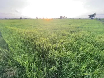 #foryoupage❤️❤️ #ទេសភាពស្រុកស្រែ🌄🏜️🌱🌼🌾🐟 #ស្រុកស្រែ🖼️🌾🌞🌔❤️ #foryou #fyp 