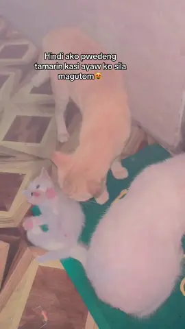 Adorable Cats #catpets, #cutecats, #funnycats, #pets#cats #mypet #catlover #mycat #fyp #foryoupage  #simplengmasbateñashop 