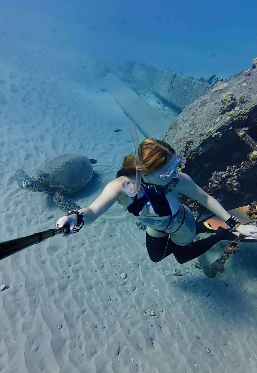 Big honu 🥰🫶 #honu #turtle #freediver #freediving #underwater 