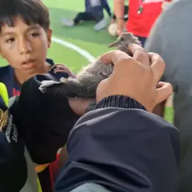Y su pata? 😳 🥹 Intentamos ayudar a bajar a la Paloma 🕊️ y se desprendió su patita 🥹 