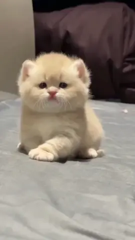 Ready Kucing Munchkin Harga 800,000 #promoseruweekend #fypviraltiktok🖤シ゚☆♡ #lewatberandafypシ #fypviralシviral #lewatberandafyp 