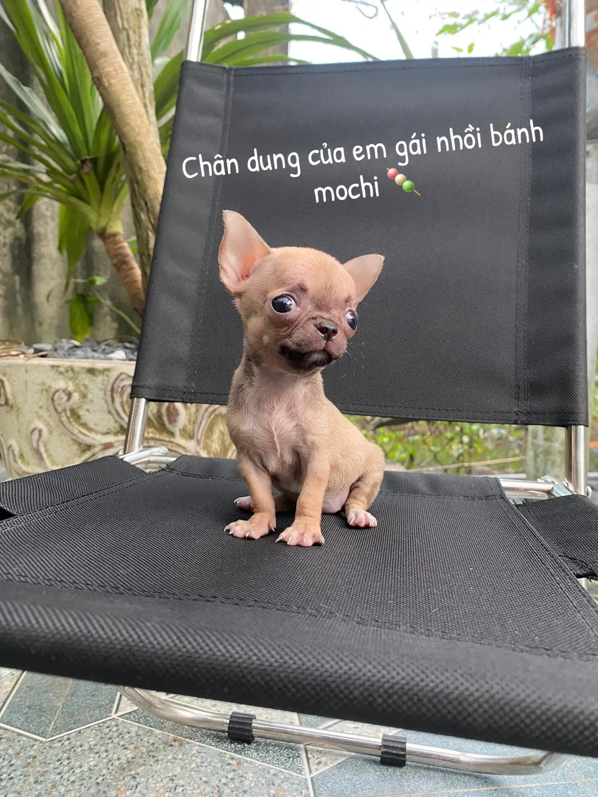 Idol nhồi bánh mochi🍡 #chihuahua #mochi #xhtiktok #fyp 
