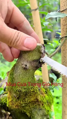 MUA CƯA TRONG GIỎ HÀNG #caycanh #bonsai 