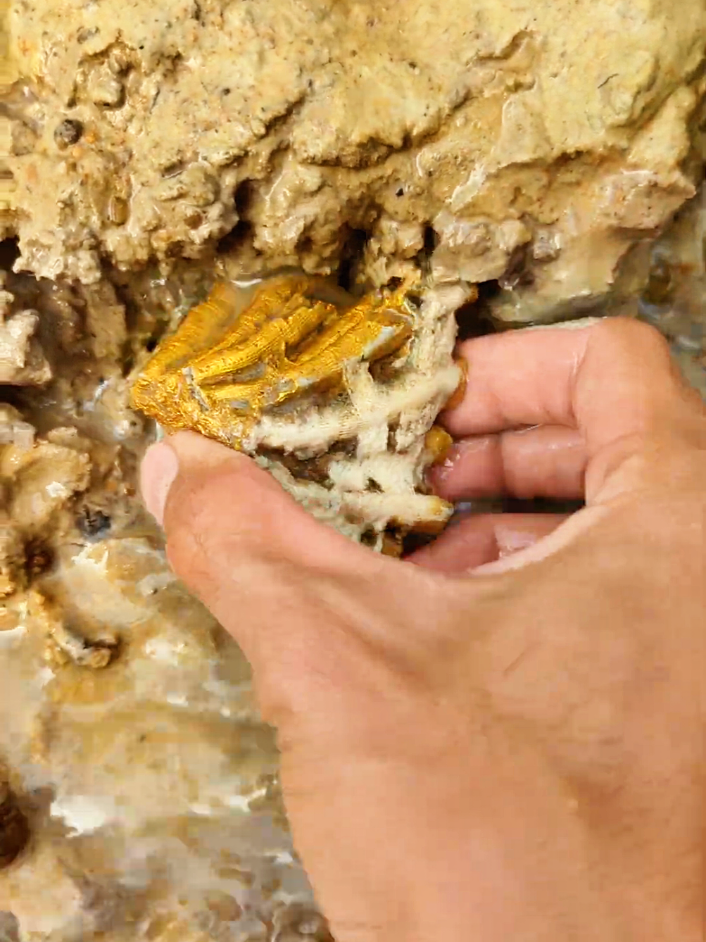 Today i found a real gold from the muddy river 😱😱💰💰 #fyp #foryou #findinggold #goldfind #realgold 