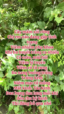 Công dụng của cây mâm xôi #caythuocquanhta #baithuocdangian #caymamxoi #viemphukhoa #viemlotuyen #khihuhuyettrang #danangbuongtrung #hiemmuonmongcon #kinhnguyet 