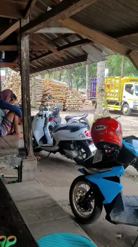 BAKUL SENGON WILAYAH TASIK SELATAN IMPO HARGA DM#fypシ゚viral #fyp #BAKUL #sengon #albasiah 