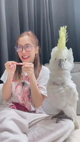 ทุกคนว่าเค้าหน้าเหมือนกันมะ 😄 #พิ้งกี้สาวิกา #ซิมบ้านกพิ้งกี้ #นกกระตั้ว #pinkysavika #ซิมบ้าลูกพิ้งกี้ 