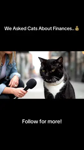 🎤 Asked Cats About Money… The Answers Were Sketchy 😼 #fyp #catsoftiktok #funnycats #pets #comedy 