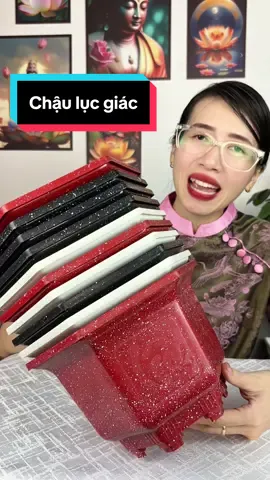 Rẻ nha #phungchoice #chaulucgiac #chautrongcay #chautronghoa #chaunhuatrongcay 