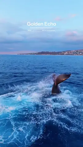 Reunion Island's golden hour: A whale tail cuts through glittering waves like ocean's love letter to the sky. Where salt spray syncs with heartbeat, nature smiles through whale song #fyp #foryou #asmr #SatisfyingVideo #trending 