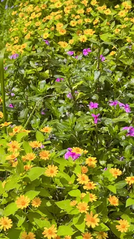 #creatorsearchinsights2025💗💗💕✅✅view #foryoupage #millionviews🔥 #tendingvideo_viral_videotiktok🥰🥰tiktok।। #pokharanepal 