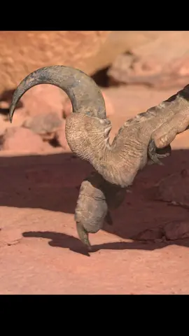 #Dinosaurs #Documentary #Prehistoric #Animals #tiktok 