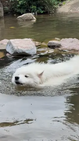 The Singing Swimmer🌊🐻‍❄️ #dog #samoyed #pets #fyp #cutedog 