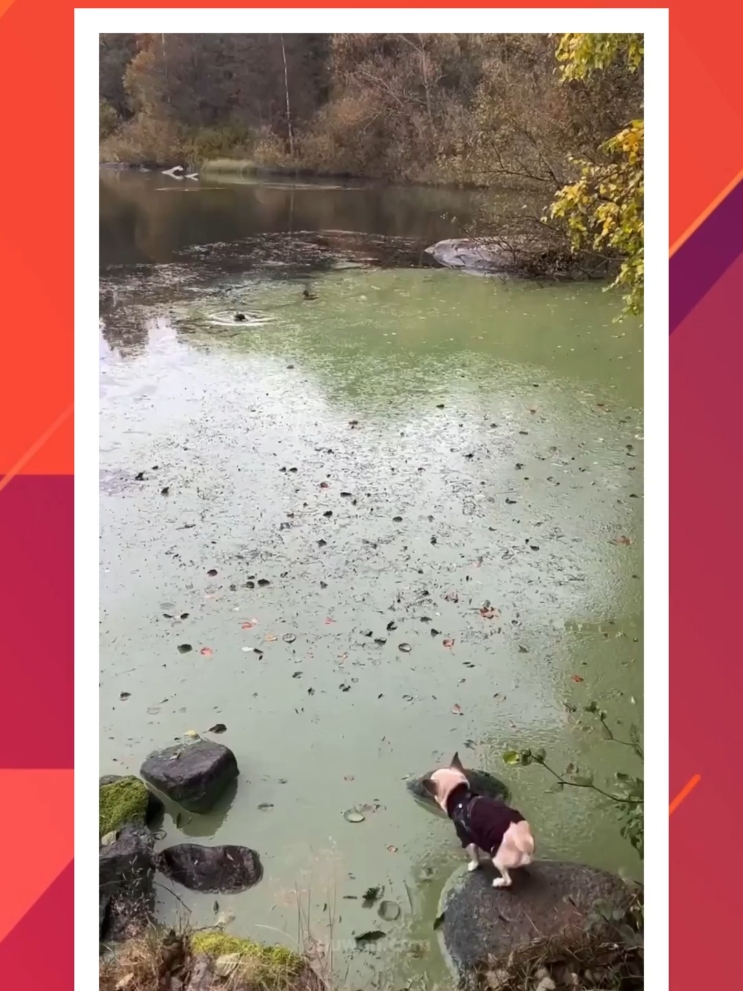 Anjing Kecil Meniru Tokoh Film Shrek #anjing #satwa #hewan #teman #sahabat #persahabatan #keluarga #cinta #foryou #fyp