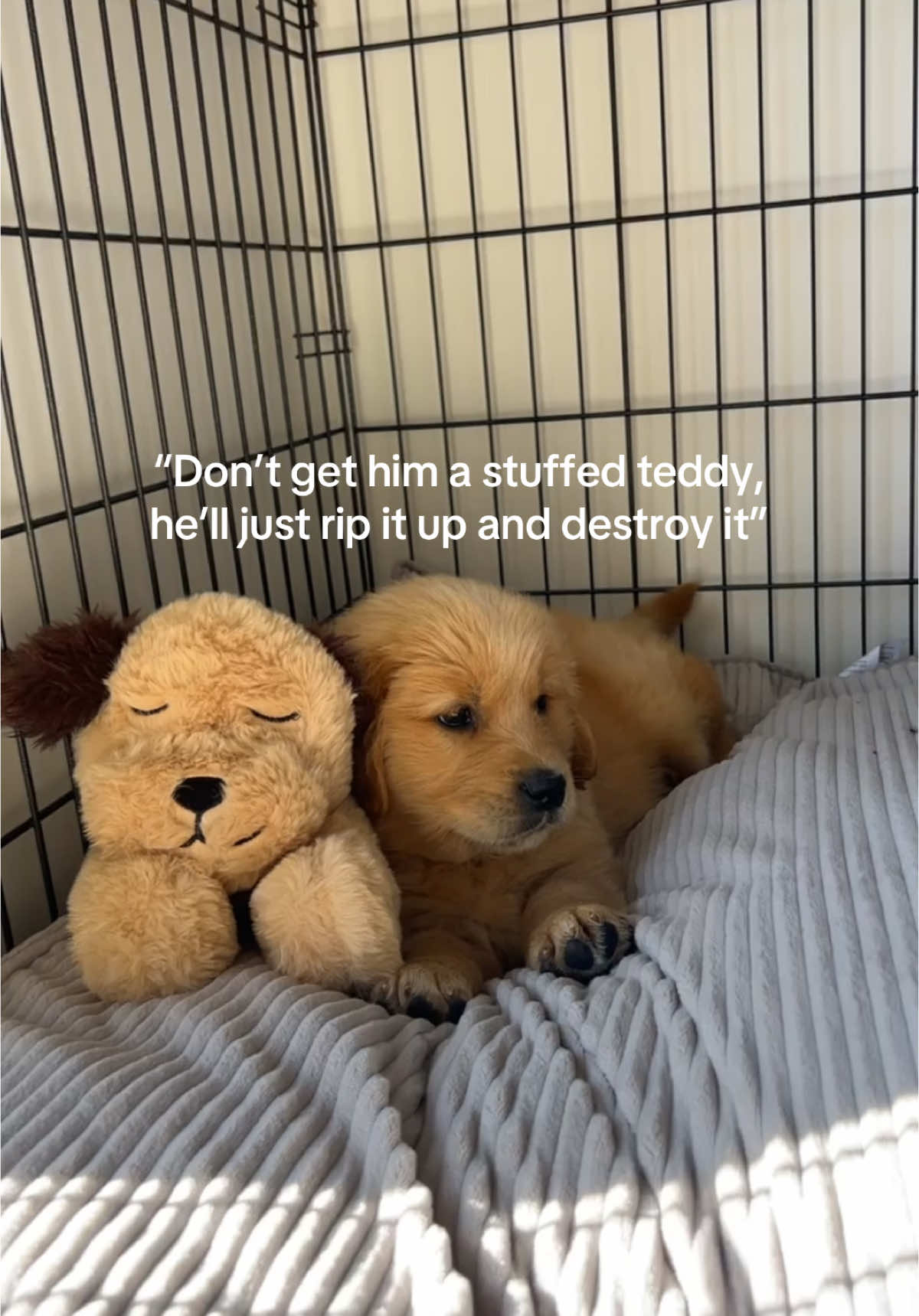 Stuffed teddy is safe here 🧸🤣 #goldenretriever #goldenretrieverpuppy #puptok #funny #relateable #fyp #dogtok #boydog #puppytiktok #dogsoftiktok #goldenretrieverlife 