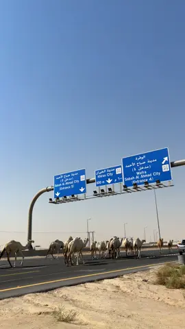 #اكسبلور #ابل #وضح #مالي_خلق_احط_هاشتاقات #صباح_الاحد 