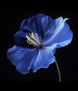 #flowers #blue #blueflowers #fyp #paratiiiiiiiiiiiiiiiiiiiiiiiiiiiiiii 