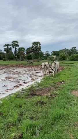 មានពុកម៉ែបងប្អូននៅគាំទ្រអត់ ភ្ជួរគោនង្គ័លខ្មែរ វប្បធម៌ដូនតាខ្មែរជំនាន់ដើមមុនអង្គរ #fblifestyle