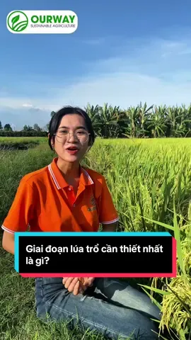 Giai đoạn lúa trổ cần nhất là gì? #caylua #ourway #fyb #kythuatcaylua #luatro 