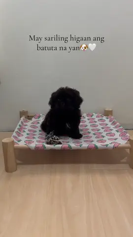 Hindi na sa sahig matutulog mga furbaby nyo.☺️ #woodenbed #dogsoftiktok #shitzu #fyp 