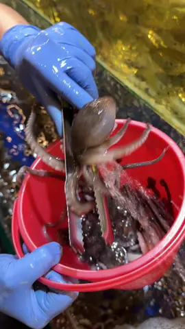 Buffet Lụm Lúa chi nhánh Tân Phú có bạch tuộc sống bắt tại hồ luôn #buffetlumluatanphu #anngonsaigon #reviewanngon #LearnOnTikTok #diadiemanuong 